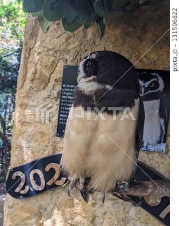 日本 ジャパン 日本国 131596822