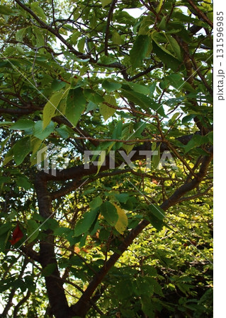 八重桜 八重桜 131596985