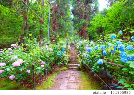 満開のアジサイ 紫陽花 あじさい 出塩文殊堂 山形市 満開のアジサイ 紫陽花 あじさい 出塩文殊堂 山形市 131596986