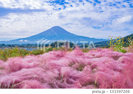 【山梨県河口湖大石公園】朝露が光るミューレンベルギア越しに富士山 131597208