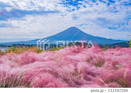 【山梨県河口湖大石公園】朝露が光るミューレンベルギア越しに富士山 131597209