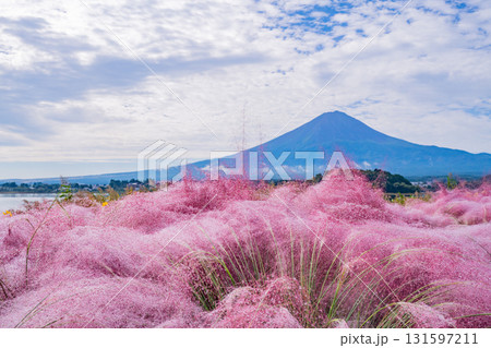 【山梨県河口湖大石公園】朝露が光るミューレンベルギア越しに富士山 【山梨県河口湖大石公園】朝露が光るミューレンベルギア越しに富士山 131597211