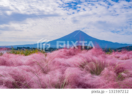 【山梨県河口湖大石公園】朝露が光るミューレンベルギア越しに富士山 【山梨県河口湖大石公園】朝露が光るミューレンベルギア越しに富士山 131597212