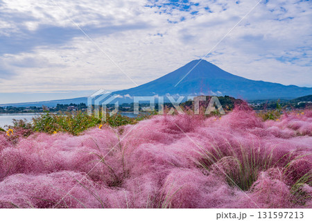 【山梨県河口湖大石公園】朝露が光るミューレンベルギア越しに富士山 【山梨県河口湖大石公園】朝露が光るミューレンベルギア越しに富士山 131597213