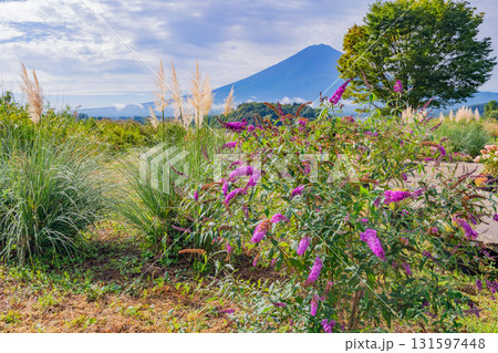 【山梨県】河口湖大石公園、遊歩道に咲く秋の花々と富士山 【山梨県】河口湖大石公園、遊歩道に咲く秋の花々と富士山 131597448