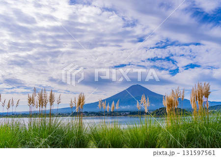 【山梨県】河口湖大石公園、遊歩道のパンパスグラスと富士山 【山梨県】河口湖大石公園、遊歩道のパンパスグラスと富士山 131597561