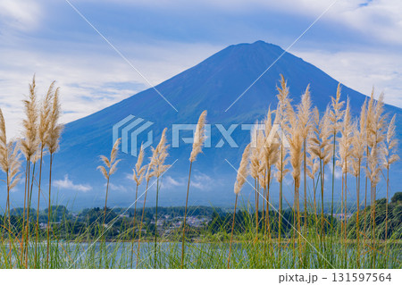【山梨県】河口湖大石公園、遊歩道のパンパスグラスと富士山 131597564