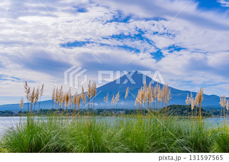 【山梨県】河口湖大石公園、遊歩道のパンパスグラスと富士山 131597565