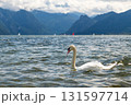 One white swan swimming on Lake Traunsee, mountains in the background, Austria 131597714