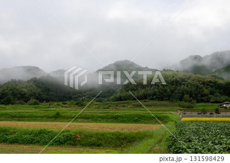 日本の鳥取県で見たとても美しい雨上がりの田園風景 日本の鳥取県で見たとても美しい雨上がりの田園風景 131598429