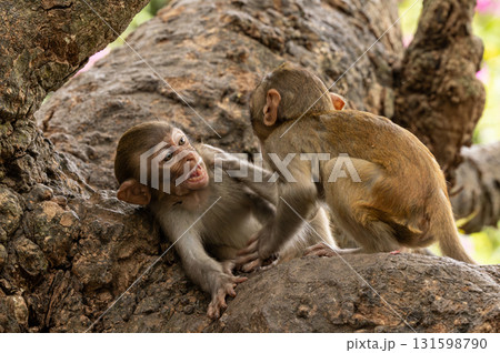 Macaques in nature. Macaques constitute a genus (Macaca) of gregarious monkeys. Macaques in nature. Macaques constitute a genus (Macaca) of gregarious monkeys. 131598790