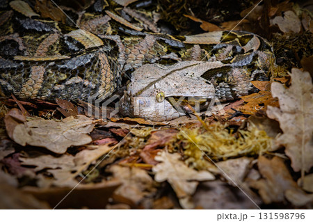 The Gaboon viper (Bitis gabonica), also called the Gaboon adder The Gaboon viper (Bitis gabonica), also called the Gaboon adder 131598796