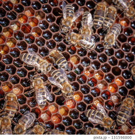 Honey Bees working on honeycomb close-up shot. 131598800