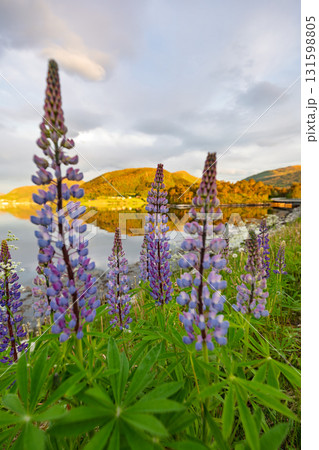 Nature Norway Beautiful field of purple lupinus flowers with a lake in the background 131598805