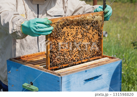 Beekeeper wearing a protective suit tending to beehives ensuring the well-being of the bees. Honey bees flying into wooden beehives. Beekeeper wearing a protective suit tending to beehives ensuring the well-being of the bees. Honey bees flying into wooden beehives. 131598820