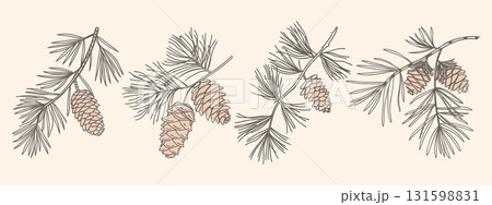 Set of pine branches with cones. Sketch. Hand drawn illustration in vintage style. 131598831