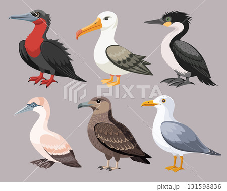 Collection of colorful seabirds. Frigatebird, albatross, cormorant, puffin, skua and others. Ornithology Illustration. 131598836