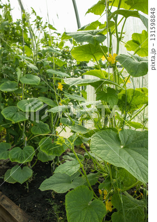 A young cucumber plant growing on a plantation in a greenhouse, close-up, vertical A young cucumber plant growing on a plantation in a greenhouse, close-up, vertical 131598848
