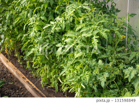 Green tops of young growing tomatoes, growing vegetables in a greenhouse 131598849
