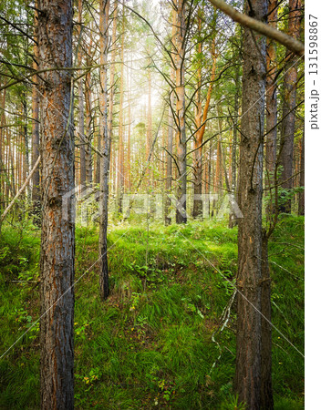 Morning light and sun rays in pine forest, green moss, natural background Morning light and sun rays in pine forest, green moss, natural background 131598867