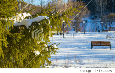 Winter park, snowy spruce branches and empty benches, sunny day 131598889