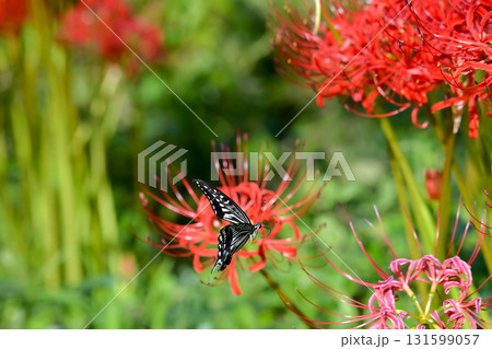 アゲハチョウと彼岸花 131599057