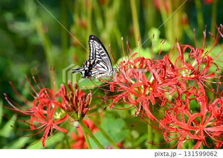 アゲハチョウと彼岸花 131599062