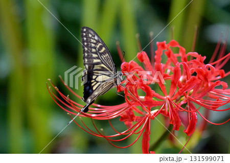 アゲハチョウと彼岸花 131599071
