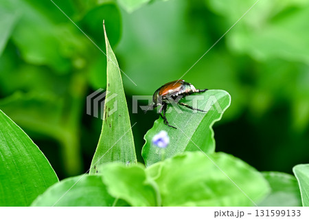 マメコガネ 131599133