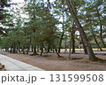 出雲大社　松の参道 131599508