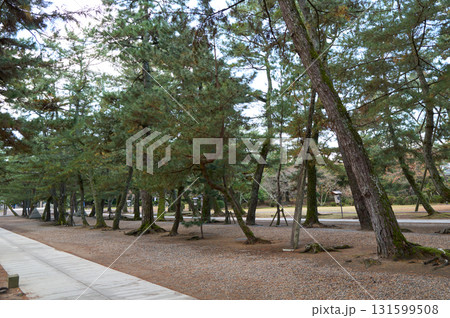 出雲大社　松の参道 131599508