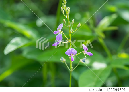 アレチヌスビトハギ 131599701