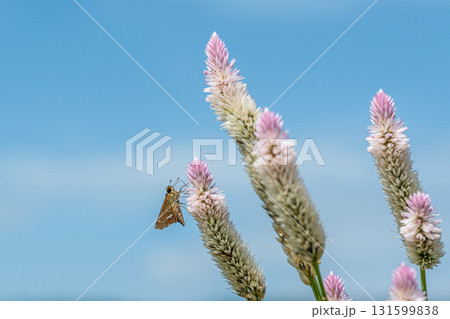 ノゲイトウの蜜を吸うイチモンジセセリ ノゲイトウの蜜を吸うイチモンジセセリ 131599838