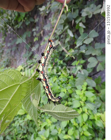 「フクラスズメ」の幼虫 「フクラスズメ」の幼虫 131599992