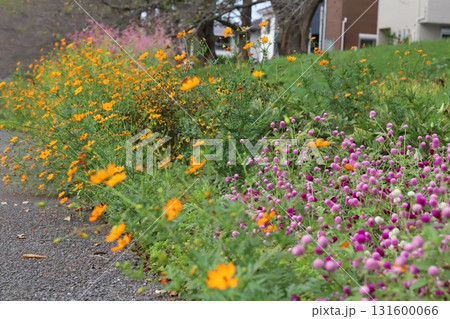 秋の公園に咲くピンク色の千日紅の花とオレンジ色のキバナコスモスの花 秋の公園に咲くピンク色の千日紅の花とオレンジ色のキバナコスモスの花 131600066