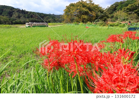 小湊鐵道「満開の彼岸花を背景に走るローカル列車」 131600172