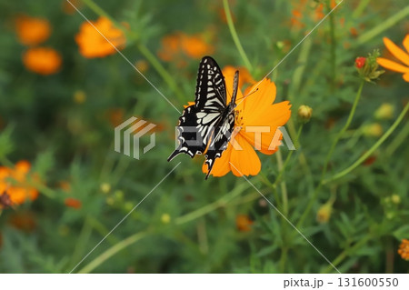 秋の公園に咲くオレンジ色のキバナコスモスの花の蜜を吸うナミアゲハ蝶 131600550