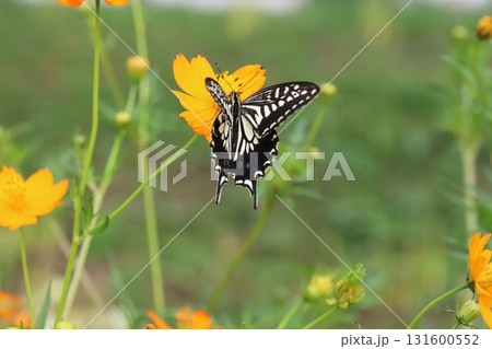 秋の公園に咲くオレンジ色のキバナコスモスの花の蜜を吸うナミアゲハ蝶 131600552