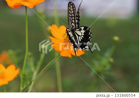 秋の公園に咲くオレンジ色のキバナコスモスの花の蜜を吸うナミアゲハ蝶 131600554