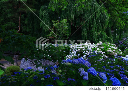 青い紫陽花 青い紫陽花 131600643