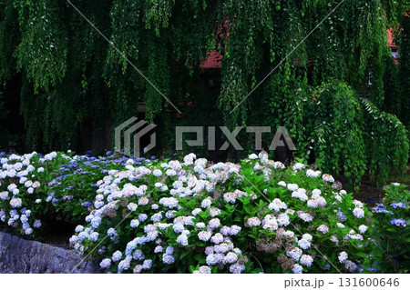 青い紫陽花 131600646