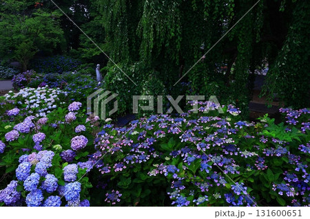 青い紫陽花 131600651