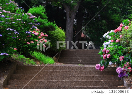 青い紫陽花 青い紫陽花 131600658