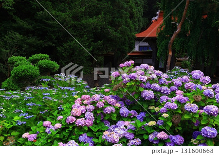 青い紫陽花 131600668