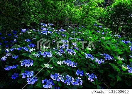 青い紫陽花 131600669