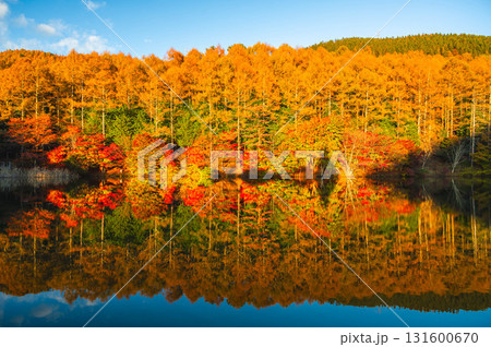 いずみ湖の紅葉　下諏訪町 131600670
