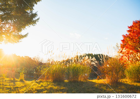晩秋の夕日射す風景　 131600672
