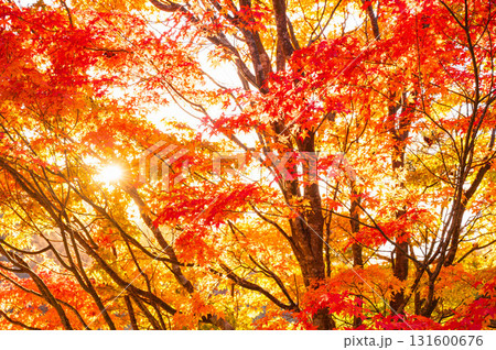 鮮やかな紅葉 いずみ湖 鮮やかな紅葉 いずみ湖 131600676