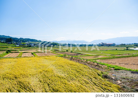 秋の中山地区に広がる田園風景　 131600692