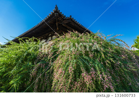 奈良県奈良市　元興寺　萩の花と極楽坊本堂 131600733